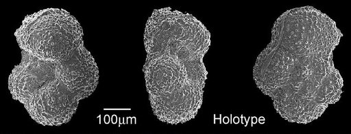 Globorotalia formosa formosa Bolli, 1957