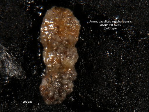 Ammobaculites magharaensis Said & Barakat, 1958