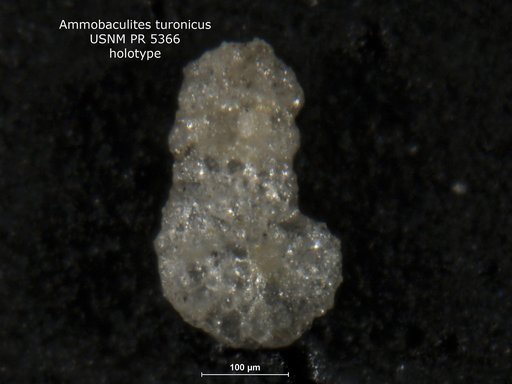 Ammobaculites turonicus Said & Kenawy, 1957