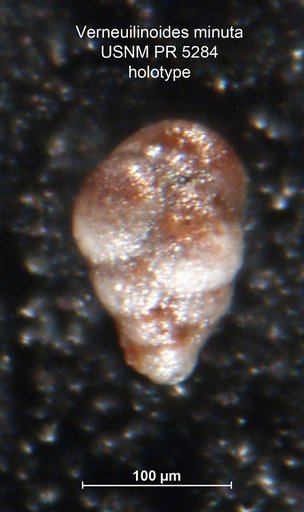 Verneuilinoides minuta Said & Barakat, 1958
