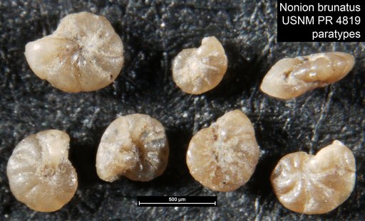 Nonion brunatus Hofker, 1956