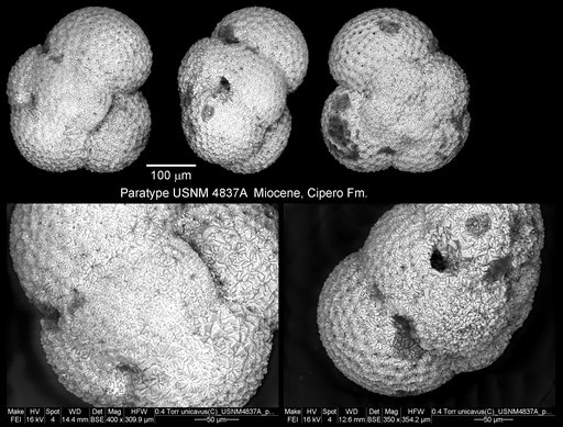 Catapsydrax unicavus Bolli et al., 1957