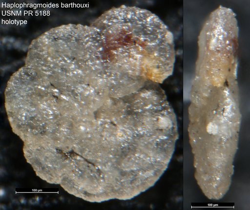 Haplophragmoides barthouxi Said & Barakat, 1958