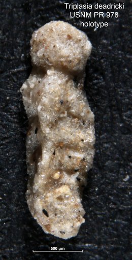 Triplasia deadericki Loeblich & Tappan, 1952