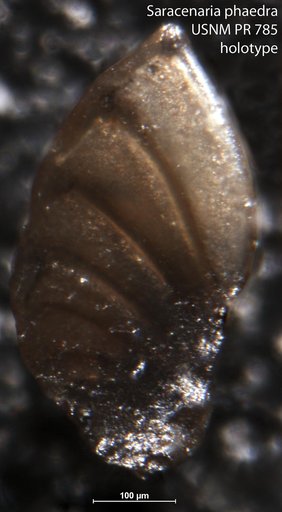 Saracenaria phaedra Tappan, 1955