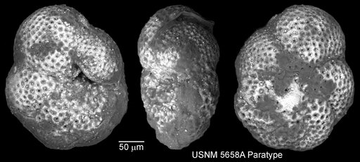 Globorotaloides variabilis Bolli, 1957