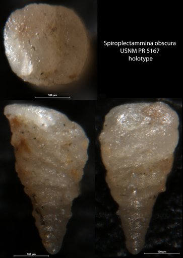 Spiroplectammina obscura Said & Barakat, 1957