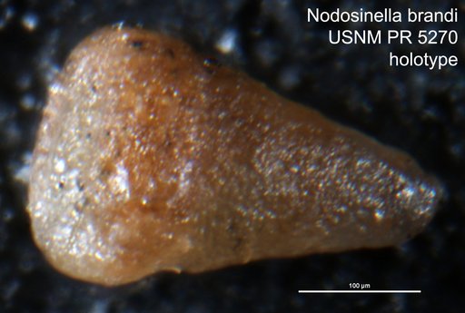 Nodosinella brandi Said & Barakat, 1958