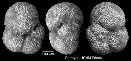 Globorotalia opima opima Bolli, 1957