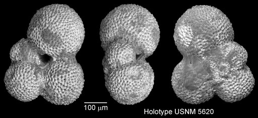 Globigerina foliata Bolli, 1957
