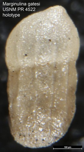 Marginulina gatesi Tappan Loeblich, 1957