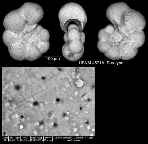 Planomalina caseyi Bolli et al., 1957