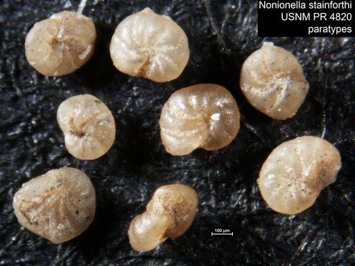 Nonionella stainforthi Hofker, 1956