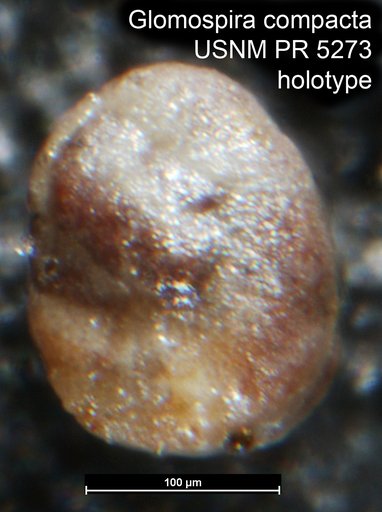 Glomospira compacta Said & Barakat, 1958