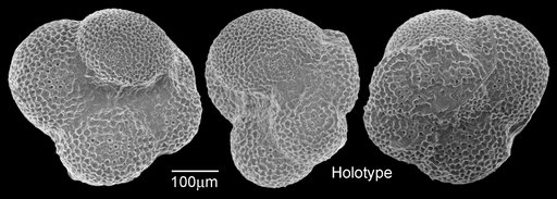 Globorotaloides variabilis Bolli, 1957