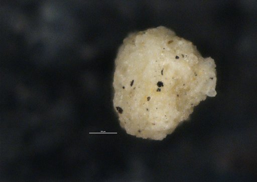 Crithionina rara Moreman, 1930