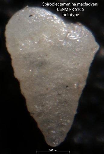 Spiroplectammina macfadyeni Said & Barakat, 1957