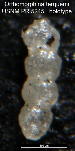 Orthomorphina terquemi Said & Barakat, 1958
