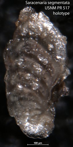 Saracenaria segmentata Tappan, 1955