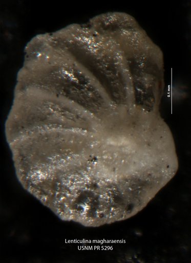 Lenticulina magharaensis Said & Barakat, 1958