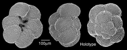 Globoquadrina altispira globosa Bolli, 1957