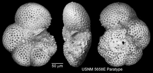 Globorotaloides variabilis Bolli, 1957