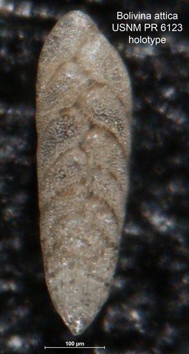 Bolivina attica Parker, 1958