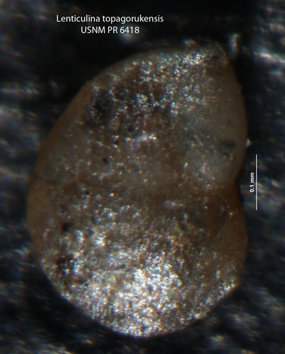 Lenticulina topagorukensis Tappan, 1960