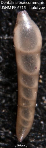 Dentalina praecommunis Tappan, 1960