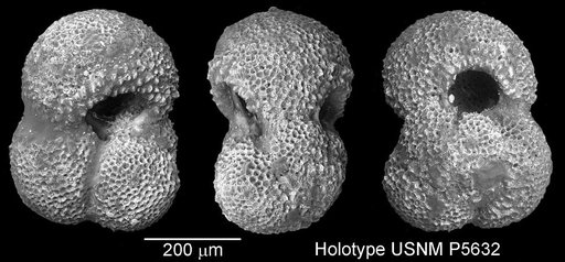 Globigerinoides triloba altiapertura Bolli, 1957