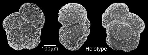 Globigerina soldadoensis angulosa Bolli, 1957
