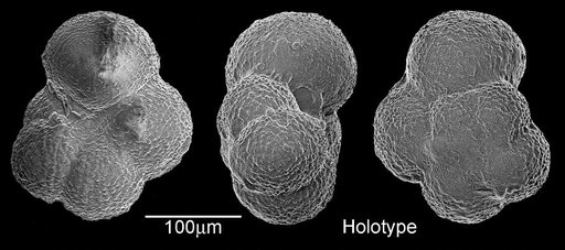 Globigerina ciperoensis angustiumbilicata Bolli, 1957