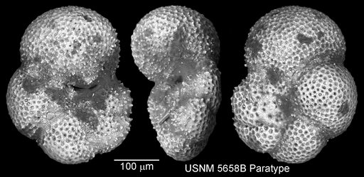 Globorotaloides variabilis Bolli, 1957