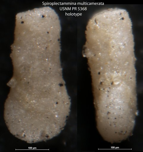 Spiroplectammina multicamerata Said & Kenawy, 1957