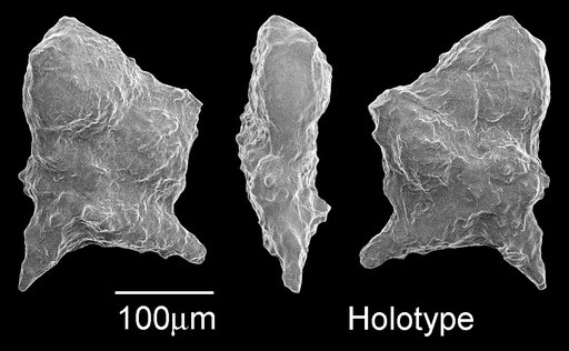 Rugoglobigerina (Plummerella) hantkeninoides hantkeninoides Brönnimann, 1952