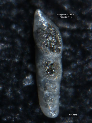 Marginulina calva Tappan, 1955