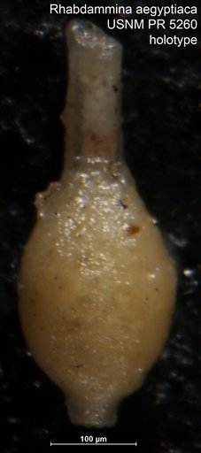 Rhabdammina aegyptiaca Said & Barakat, 1958