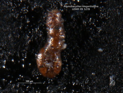 Ammobaculites elegantissimus Said & Barakat, 1958