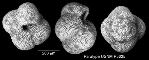 Globigerinoides obliqua Bolli, 1957