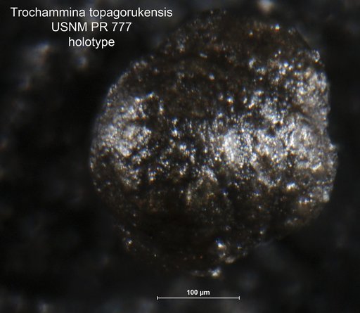 Trochammina topagorukensis Tappan Loeblich, 1955