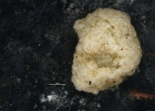Crithionina rara Moreman, 1930