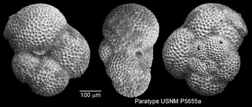 Globorotaloides suteri Bolli, 1957