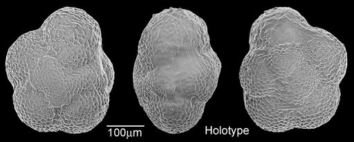 Catapsydrax stainforthi Bolli et al., 1957