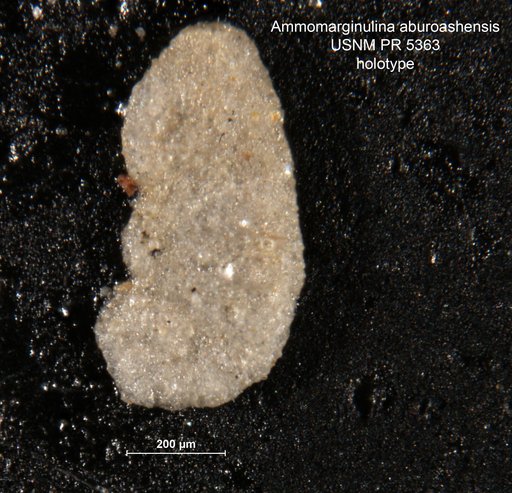 Ammomarginulina aburoashensis Said & Kenawy, 1957