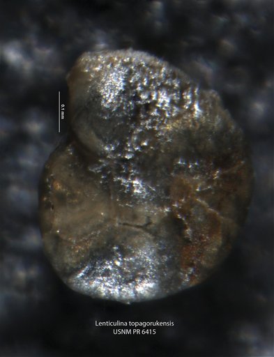 Lenticulina topagorukensis Tappan, 1960