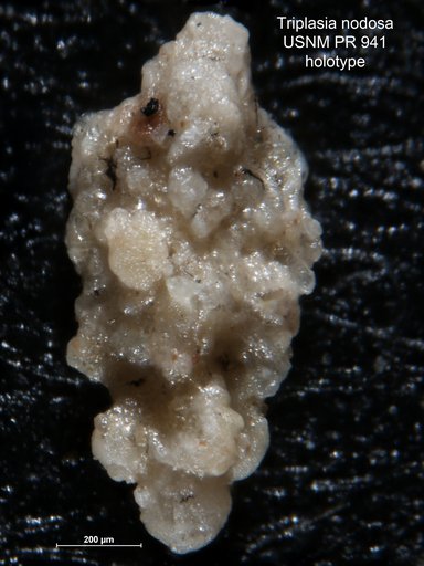 Triplasia nodosa Loeblich & Tappan, 1952