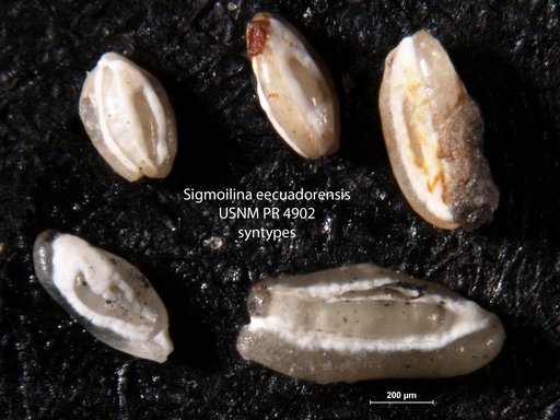 Sigmoilina ecuadorensis Hofker, 1956