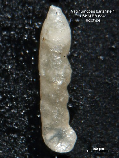 Vaginulinopsis bartensteini Said & Barakat, 1958