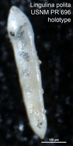 Lingulina polita Tappan, 1955