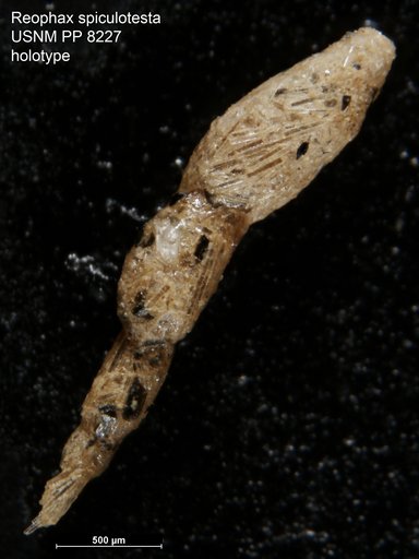Reophax spiculotesta Cushman, 1910
